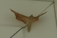 Endotricha flammealis