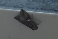 Autographa gamma