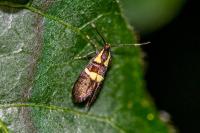 Dasycera oliviella