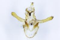 Brachmia blandella