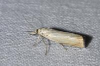 Chrysoteuchia culmella