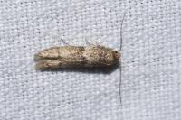 Blastobasis phycidella