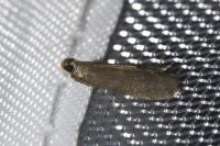 Eccopisa effractella