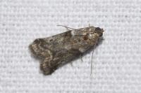 Acrobasis consociella