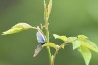 Glaucopsyche alexis