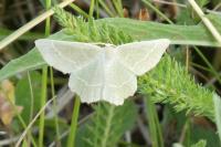 Thalera fimbrialis