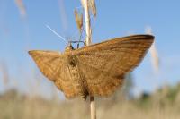 Idaea ochrata