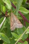 Synaphe punctalis