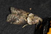 Acrobasis fallouella/glaucella
