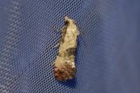 Cochylis posterana