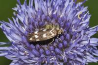 Scythris scopolella