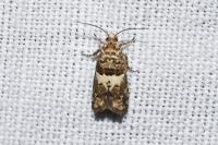 Epiblema graphana