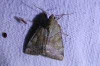 Cosmia trapezina