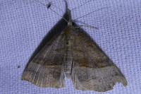 Hypena proboscidalis