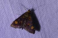 Pyrausta aurata