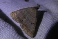 Zanclognatha lunalis