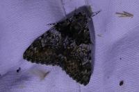 Catocala promissa