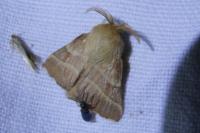 Malacosoma neustria