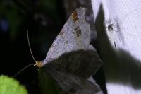 Macaria alternata