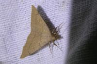 Paracolax tristalis