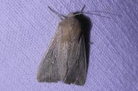 Leucania obsoleta