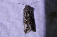Autographa gamma