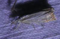 Chrysoteuchia culmella