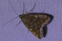 Loxostege sticticalis