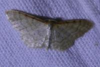 Idaea humiliata