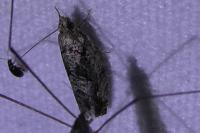 Zeiraphera isertana
