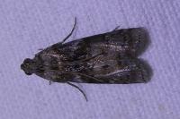 Phycita roborella