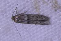 Hypatopa segnella