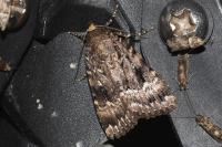 Amphipyra pyramidea