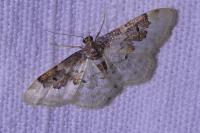 Idaea rusticata