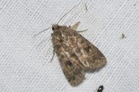 Caradrina morpheus