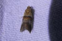 Acrobasis repandana