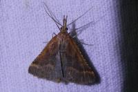 Synaphe punctalis
