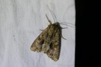 Apamea monoglypha