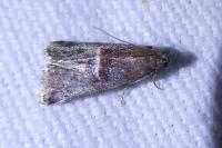 Acrobasis marmorea