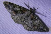Cleorodes lichenaria