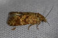 Aethes margarotana