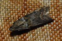 Acrobasis consociella