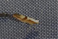 Argyresthia pruniella