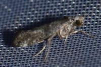 Paraswammerdamia nebulella