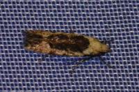Carpatolechia decorella
