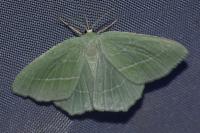 Hemistola chrysoprasaria
