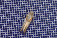 Phyllonorycter roboris