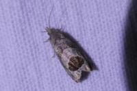 Notocelia uddmanniana