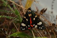 Callimorpha dominula