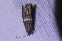 Elegia similella